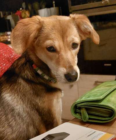 Mischlinge - wo habt Ihr Eure gefunden?-Beitrag-Bild