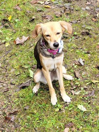 Dogorama Photo Challenge - Gassipause-Beitrag-Bild