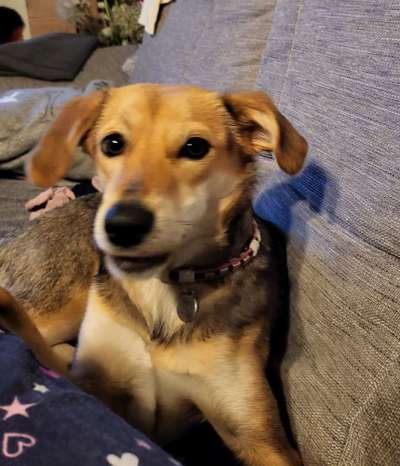 Dogorama Photo Challenge - Portrait-Beitrag-Bild