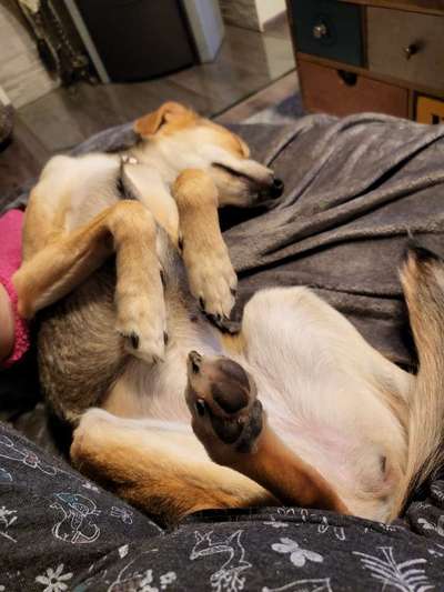 Fotosammlung: ,,Der natürliche Hund" Unbearbeitet, ungestellt und in Natura-Beitrag-Bild