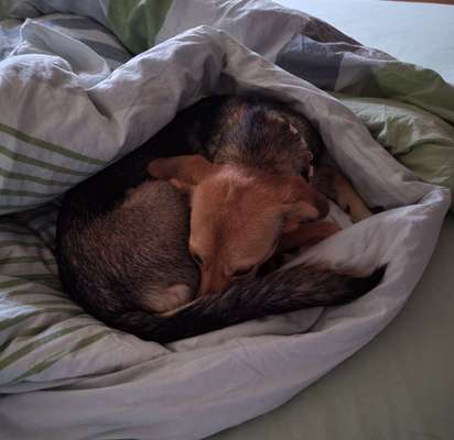 Auslandstierschutz-Beitrag-Bild