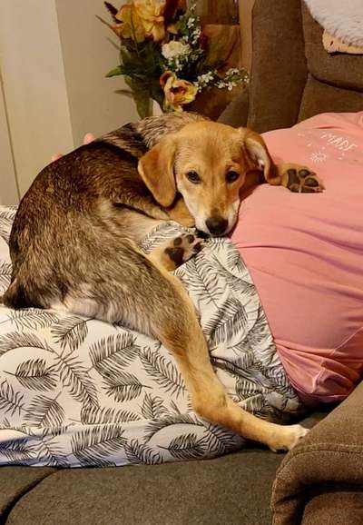 TierschutzhundeStammtisch🐕-Beitrag-Bild