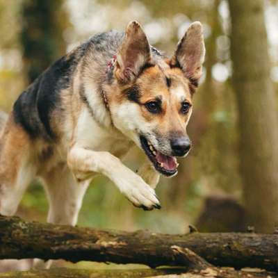 Hundetreffen-Spaziergänge mit Kontakttraining-Bild