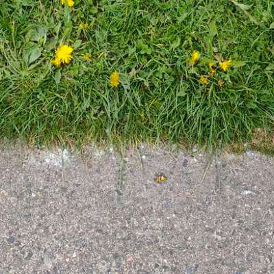 Giftköder-Blaukorn !!! Duhnen bis zur Kugelbake-Bild