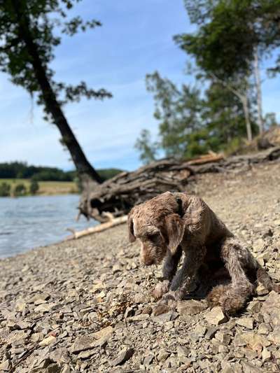 Welpe verträgt kein Trockenfutter-Beitrag-Bild