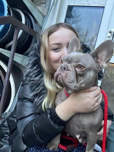 Französische Bulldoggen-Beitrag-Bild