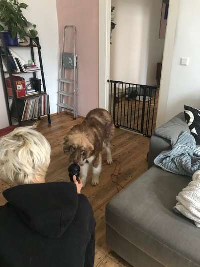 Welpen Bilder !-Beitrag-Bild