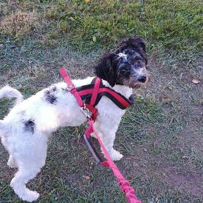 Hundetreffen-Treffen-Bild