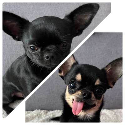 Wo sind die Chihuahua Besitzer ?-Beitrag-Bild