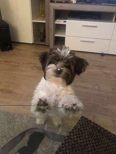 bolonka zwetna 😁-Beitrag-Bild