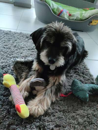 Gibts hier Mioritic Besitzer?-Beitrag-Bild