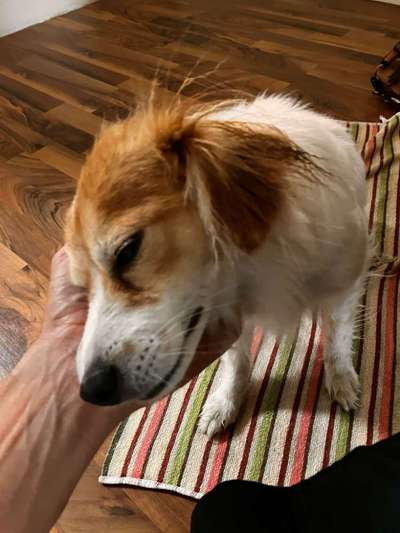 Hundetreffen-Angebot betreuung stundenweise-Bild