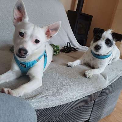 Hundetreffen-Hunde Treffen  Spiel und s-Bild