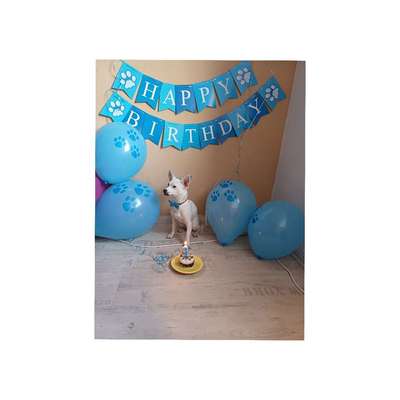 Hundetreffen-soziales kennenlernen Spaziergang und spielen-Bild