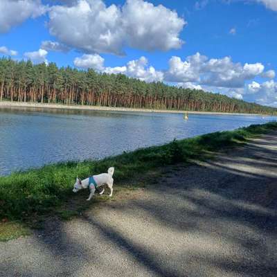 Hundetreffen-Spielen-Bild