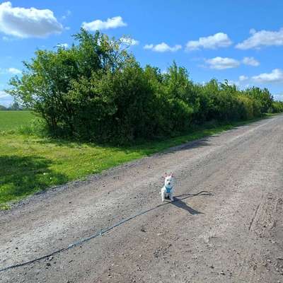 Hundetreffen-Spiel und Spaziergang-Bild