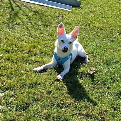 Hundetreffen-Hundetreff-Bild