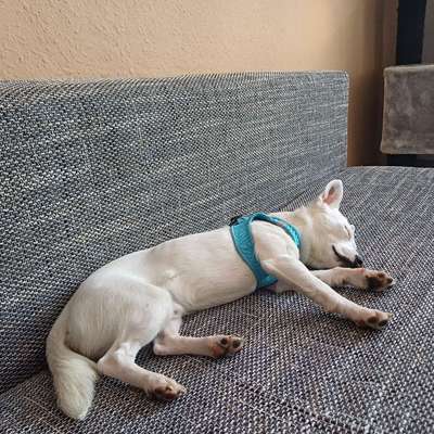 Hundetreffen-soziales kennenlernen Spaziergang und spielen-Bild