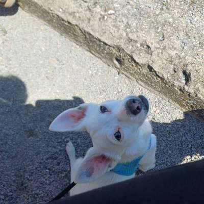 Hundetreffen-Spiel und Spaziergang-Bild