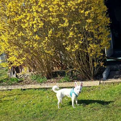 Hundetreffen-soziales kennenlernen Spaziergang und spielen-Bild