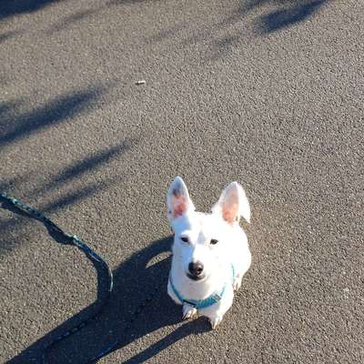 Hundetreffen-Spiel und Spaziergang-Bild