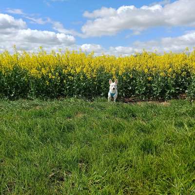 Hundetreffen-Spiel und Spaziergang-Bild