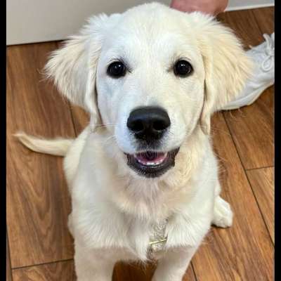 Hundetreffen-Junghundespaziergang Golden Retriever