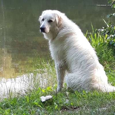 Herdenschutzhunde-Beitrag-Bild