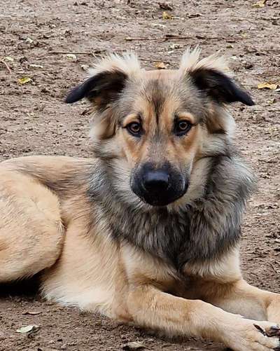 Kangal Fans ! ! ! !-Beitrag-Bild