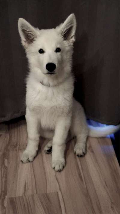 Weißer Schweizer Schäferhund-Beitrag-Bild