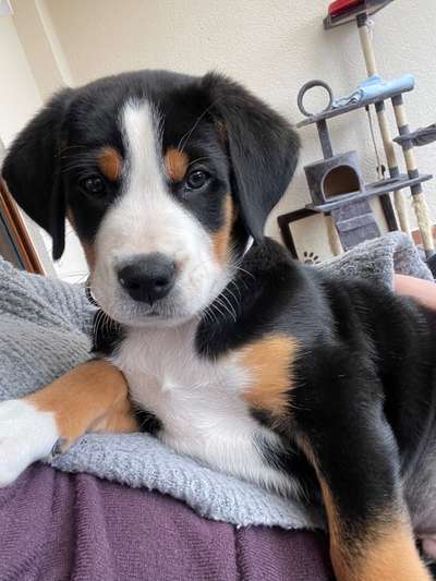 Welpen Bilder !-Beitrag-Bild