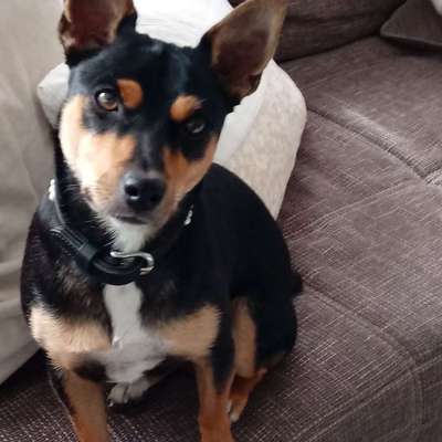 Hundetreffen-Auf der Zeche Zollverein