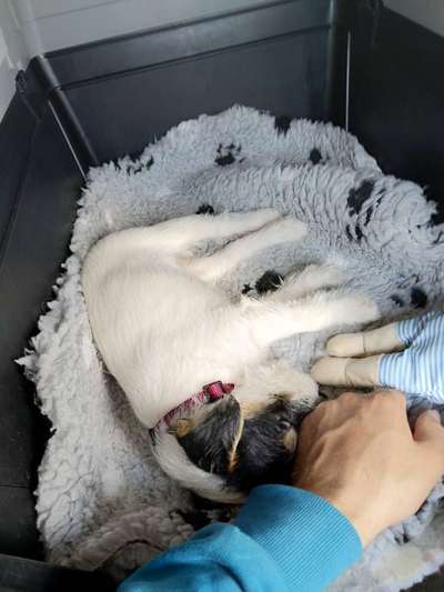 Welpen Bilder !-Beitrag-Bild