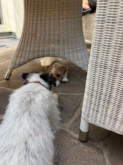 Bester Freund, Hundekumpel - zeigt her!-Beitrag-Bild