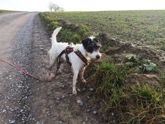 Wo sind die Jack und Parson Russell Terrier?-Beitrag-Bild