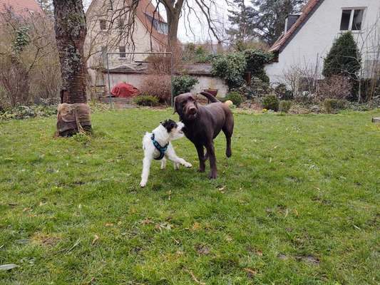 Bester Freund, Hundekumpel - zeigt her!-Beitrag-Bild