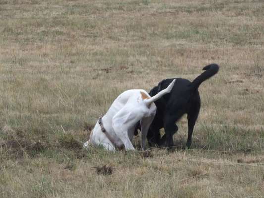 Foto-Challenge Nr. 90: Lebensfreude-Beitrag-Bild