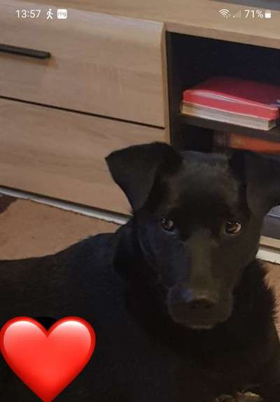 TierschutzhundeStammtisch🐕-Beitrag-Bild