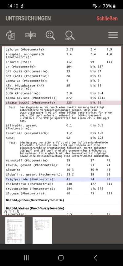 Lipase Blutwert beim Hund-Beitrag-Bild
