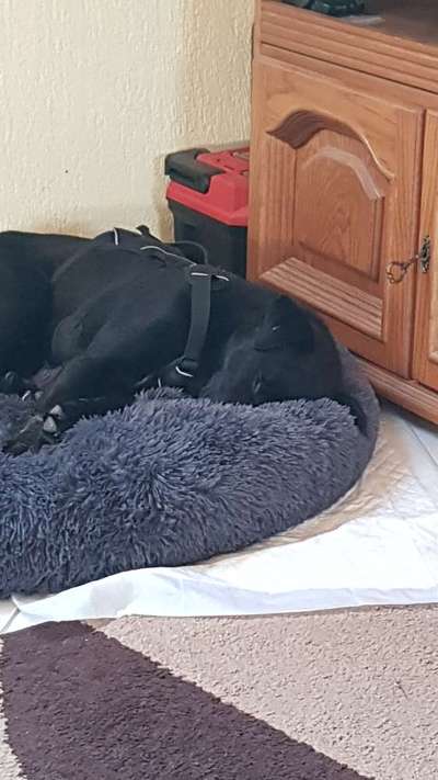 TierschutzhundeStammtisch🐕-Beitrag-Bild