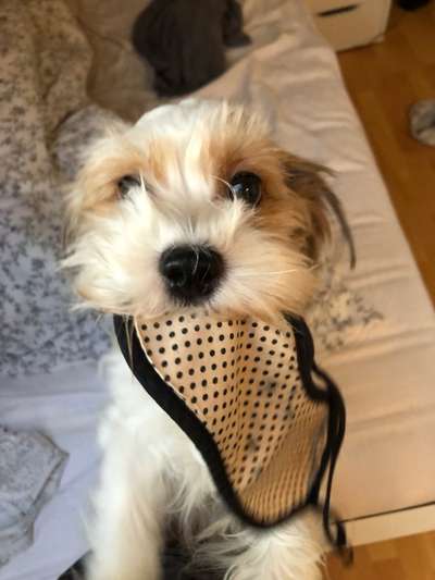 CHALLENGE NR. 19 - Der Hundeblick-Beitrag-Bild