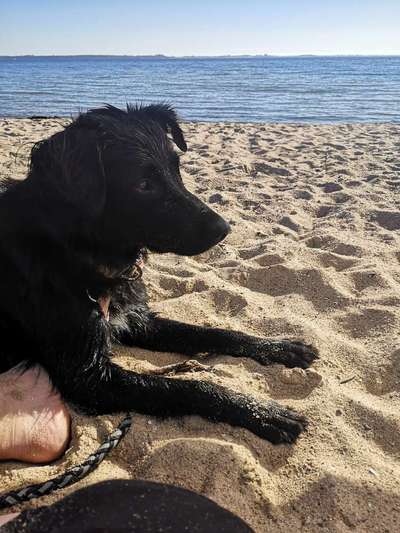 Dogorama-Monats-Challenge-Mai "Wasser"-Beitrag-Bild