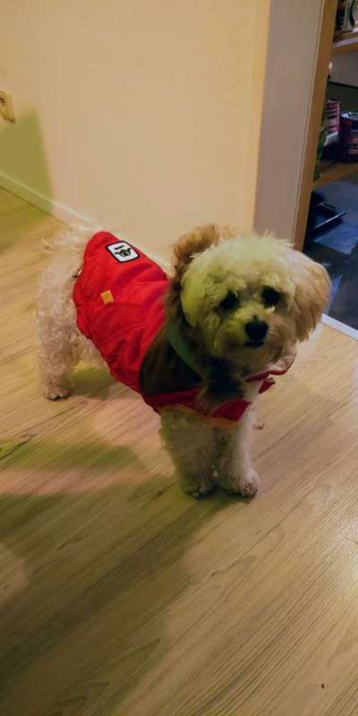 Hundekleidung - Top oder Flop-Beitrag-Bild