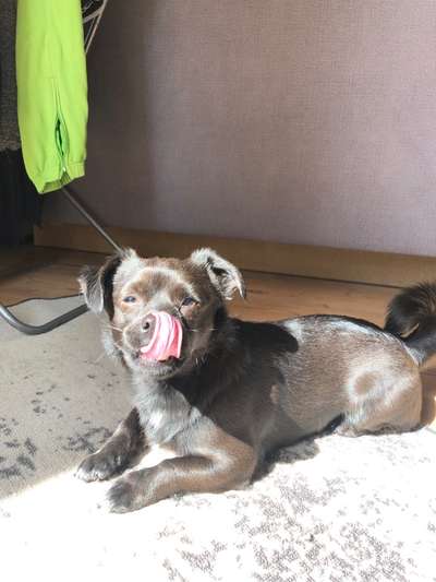 Tongue Out Tuesday-Beitrag-Bild