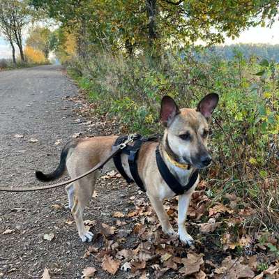 Hundetreffen-Begegnungsspaziergang-Bild