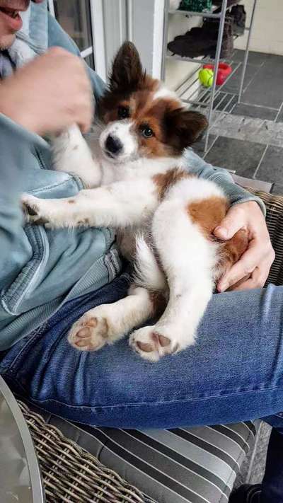 Welpen Bilder !-Beitrag-Bild