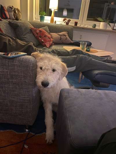 Wie heißt dein Hund?-Beitrag-Bild