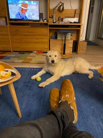 Gibts hier Mioritic Besitzer?-Beitrag-Bild