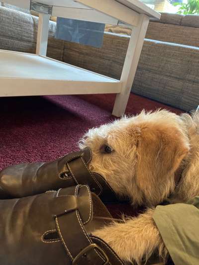 Welchen Hund hast du?-Beitrag-Bild