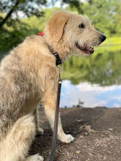 Gibts hier Mioritic Besitzer?-Beitrag-Bild